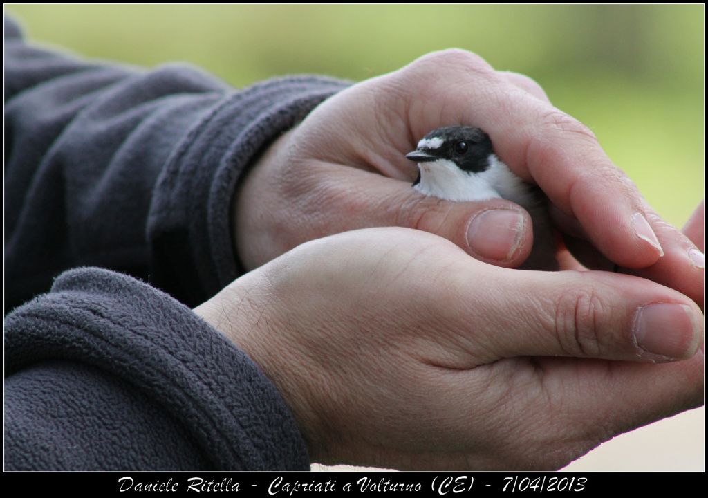 Identificazione uccello 1 (inanellamento in un''oasi)